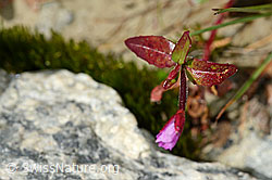 Photo: Alpen-Weidenröschen (Epilobium anagallidifolium)