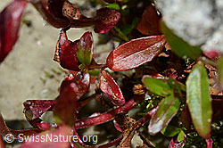 Photo: Alpen-Weidenröschen (Epilobium anagallidifolium)