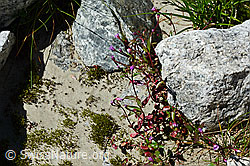 Photo: Epilobium anagallidifolium