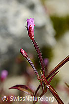 Photo: Epilobium anagallidifolium