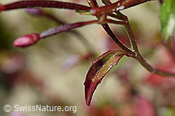 Photo: Epilobium anagallidifolium