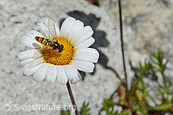 Hainschwebfliege (Episyrphus balteatus)