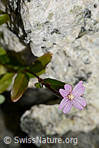 Alpen-Weidenröschen (Epilobium anagallidifolium) (07.2020, C170198)
