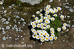 Gewöhnliche Alpenmargerite (Leucanthemopsis alpina) (C170202) Gewöhnliche Alpenmargerite (Leucanthemopsis alpina) (C170202)