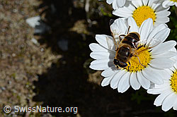 Mistbiene (Eristalis tenax) auf Gewöhnlicher Alpenmargerite (Leucanthemopsis alpina) (07.2020, C170204)