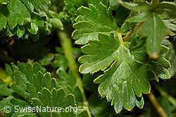 Kriechende Berg-Nelkenwurz (Geum reptans) (07.2020, C170228)