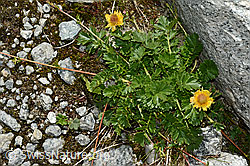 Kriechende Berg-Nelkenwurz (Geum reptans) (07.2020, C170229)