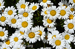 Gewöhnliche Alpenmargerite (Leucanthemopsis alpina) (C170288) Gewöhnliche Alpenmargerite (Leucanthemopsis alpina) (C170288)