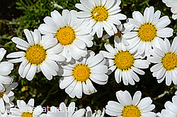 Gewöhnliche Alpenmargerite (Leucanthemopsis alpina) (C170289) Gewöhnliche Alpenmargerite (Leucanthemopsis alpina) (C170289)