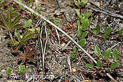 Foto: Italienische Schönschrecke (Calliptamus italicus)