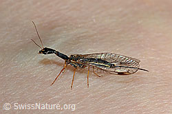 C171149: Gelbfüssige Kamelhalsfliege (Dichrostigma flavipes)