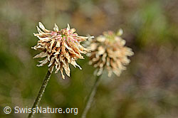 Foto: Berg-Klee (Trifolium montanum)