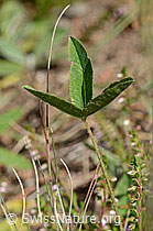 Foto: Berg-Klee (Trifolium montanum)