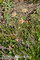 Foto: Berg-Klee (Trifolium montanum)