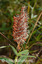 Foto: Purpur-Klee (Trifolium rubens)