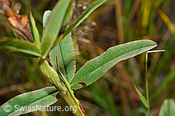 Foto: Purpur-Klee (Trifolium rubens)