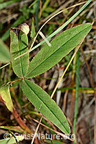 Foto: Purpur-Klee (Trifolium rubens)