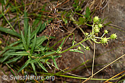 Doldiges Habichtskraut (Hieracium umbellatum) (C171191)