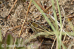 Foto: Italienische Schönschrecke (Calliptamus italicus)