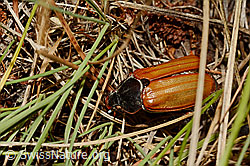 Feldmaikäfer (Melolontha melolontha) (C171246) Feldmaikäfer (Melolontha melolontha) (C171246)
