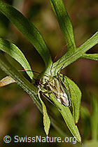 Gemeine Zierwanze (Adelphocoris lineolatus) (C171259) Gemeine Zierwanze (Adelphocoris lineolatus) (C171259)