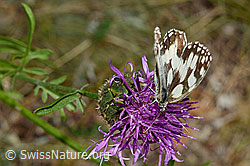 Schachbrett (Melanargia galathea) auf Berg-Jasione (Jasione montana)