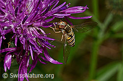 Hainschwebfliege (Episyrphus balteatus)