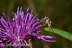 Hainschwebfliege (Episyrphus balteatus) auf Skabiosen-Flockenblume (Centaurea scabiosa) (C171292) Hainschwebfliege (Episyrphus balteatus) auf Skabiosen-Flockenblume (Centaurea scabiosa) (C171292)