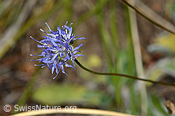 Foto: Berg-Jasione (Jasione montana)