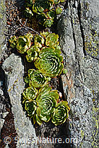 Echte Hauswurz (Sempervivum tectorum) (C171309)