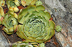 Echte Hauswurz (Sempervivum tectorum) (C171312)