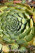 Echte Hauswurz (Sempervivum tectorum) (C171314)