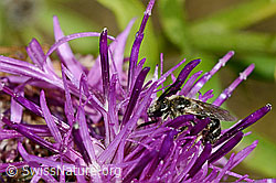 Foto: Gewöhnliche Zwergsandbiene (Andrena minutula)