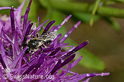 Foto: Gewöhnliche Zwergsandbiene (Andrena minutula)