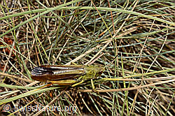 Foto: Gebirgsgrashüpfer (Stauroderus scalaris)