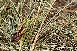 Foto: Gebirgsgrashüpfer (Stauroderus scalaris)