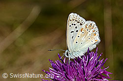 Lysandra bellargus on Centaurea scabiosa (C171358)