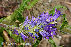 Ährige Glockenblume (Campanula spicata) (C171366)