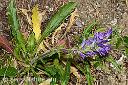 Ährige Glockenblume (Campanula spicata) (C171369)