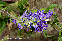 Ährige Glockenblume (Campanula spicata) (C171370)