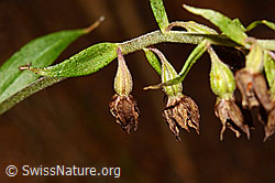 Foto: Braunrote Sumpfwurz (Epipactis atrorubens)