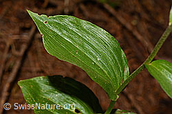 Foto: Braunrote Sumpfwurz (Epipactis atrorubens)