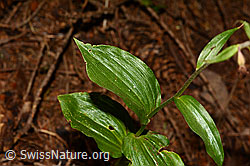 Foto: Braunrote Sumpfwurz (Epipactis atrorubens)