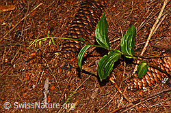 Foto: Braunrote Sumpfwurz (Epipactis atrorubens)