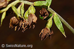 Foto: Braunrote Sumpfwurz (Epipactis atrorubens)