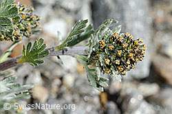 Ährige Edelraute (Artemisia genipi) (C171948) Ährige Edelraute (Artemisia genipi) (C171948)
