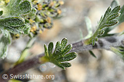 Ährige Edelraute (Artemisia genipi) (C171949) Ährige Edelraute (Artemisia genipi) (C171949)