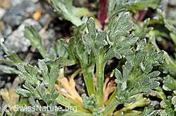 Ährige Edelraute (Artemisia genipi) (C171950) Ährige Edelraute (Artemisia genipi) (C171950)