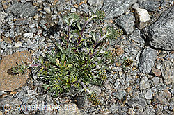 Ährige Edelraute (Artemisia genipi) (C171951) Ährige Edelraute (Artemisia genipi) (C171951)