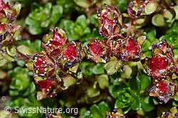 Zweiblütiger Steinbrech (Saxifraga biflora) (C171962) Zweiblütiger Steinbrech (Saxifraga biflora) (C171962)